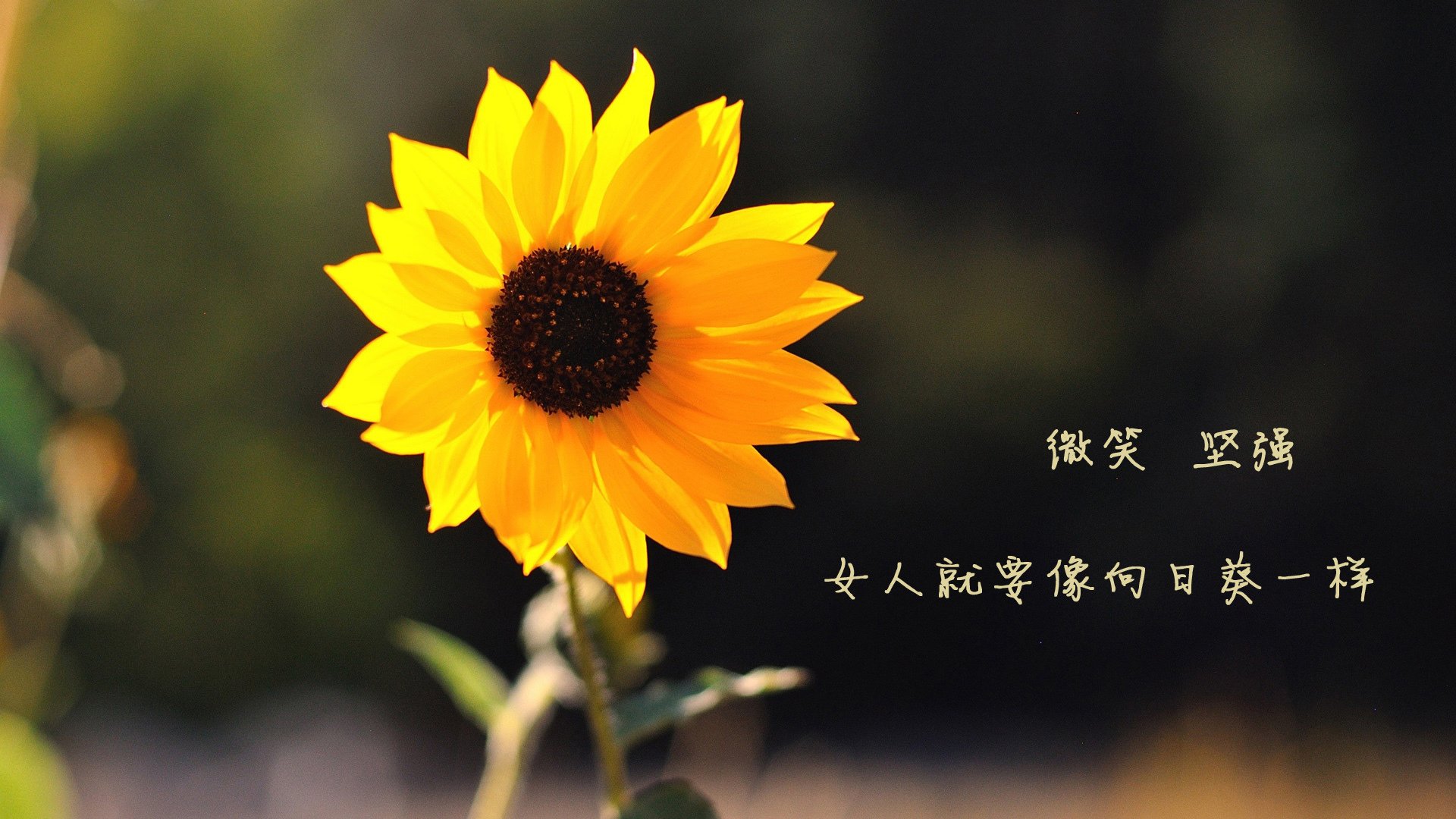 北京首钢球队凝聚力不断增强，北京首钢球队队员名单
